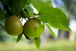 Frischer geht es nicht: Wer möchte, kann die Äpfel direkt von den gemeindeeigenen Bäumen pflücken und genießen. Foto: André Thöle