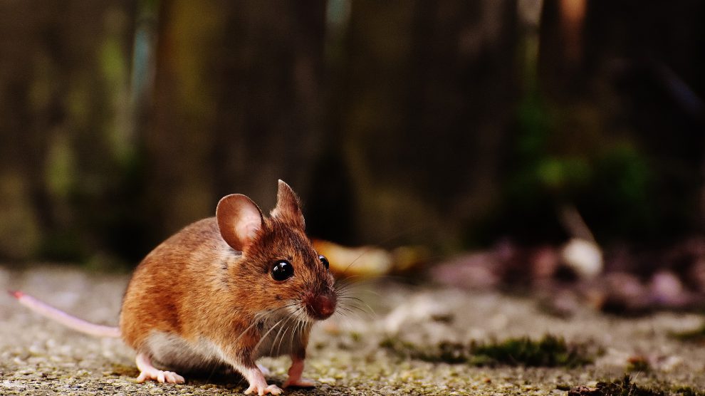 Der Erreger des Hanta-Virus wird durch den Kot infizierter Mäuse auf den Menschen übertragen. Symbolfoto: Pixabay / Alexas_Fotos