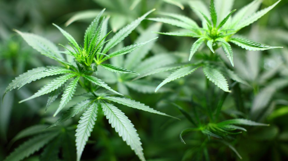 Gleich drei professionelle Cannabis-Plantagen entdeckte die Polizei in Wallenhorst. Symbolfoto: Pixabay