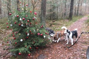 In den Hollager Königstannen steht auch in diesem Jahr der geschmückte Weihnachtsbaum. Foto: Michael Inderwisch