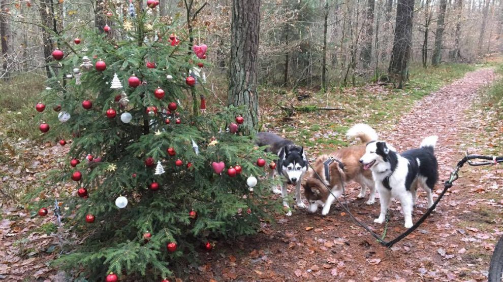 In den Hollager Königstannen steht auch in diesem Jahr der geschmückte Weihnachtsbaum. Foto: Michael Inderwisch