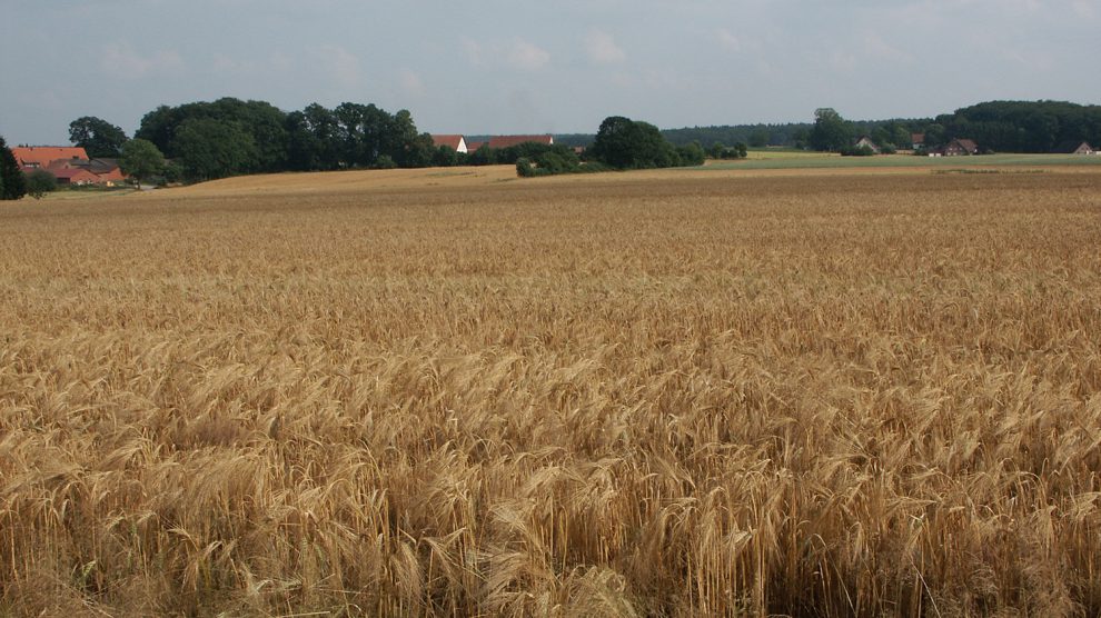 Eschfläche mit südlich der Lechtinger Windmühle, wo die mittelalterliche Hofanordnung rings um eine Eschfläche beispielhaft erhalten geblieben. Foto: Klaus Mueller