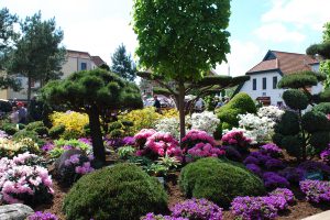 Die RHODO im historischen Stadtkern von Westerstede ist Europas größte Rhododendronschau. Foto: Touristik Westerstede e.V.