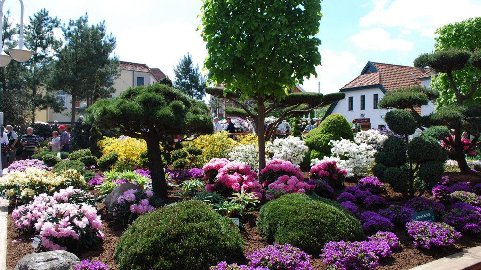Die RHODO im historischen Stadtkern von Westerstede ist Europas größte Rhododendronschau. Foto: Touristik Westerstede e.V.