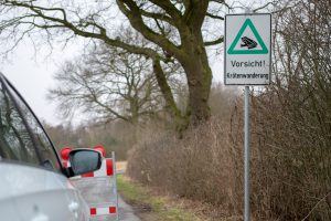 Zum Schutz von Amphibien werden einige Straßen in Wallenhorst gesperrt. Für den Kraftfahrzeugverkehr sind kurze Umleitungsstrecken eingerichtet. Foto: André Thöle