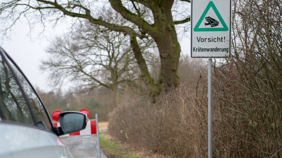 Zum Schutz von Amphibien werden einige Straßen in Wallenhorst gesperrt. Für den Kraftfahrzeugverkehr sind kurze Umleitungsstrecken eingerichtet. Foto: André Thöle