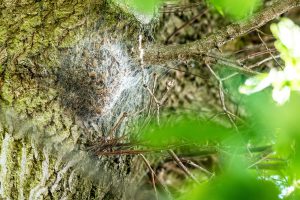 Ein von einem Gespinst bedecktes Nest des Eichenprozessionsspinners. Foto: Thomas Remme