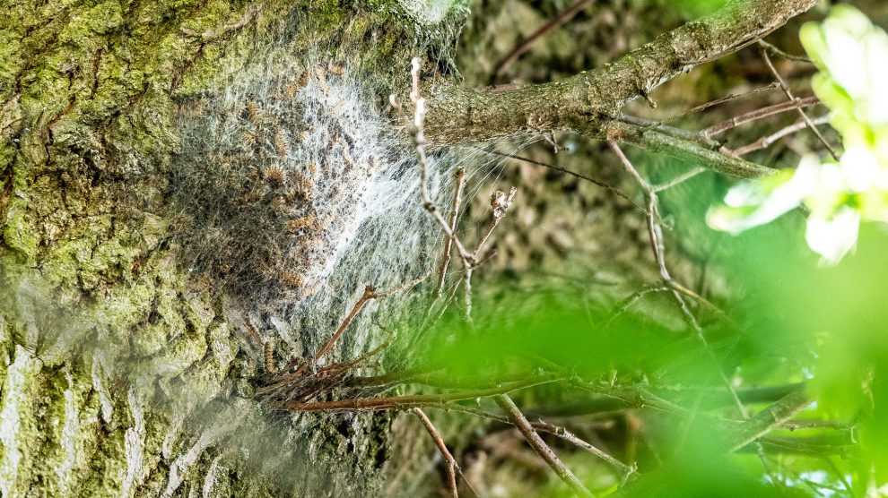 Ein von einem Gespinst bedecktes Nest des Eichenprozessionsspinners. Foto: Thomas Remme