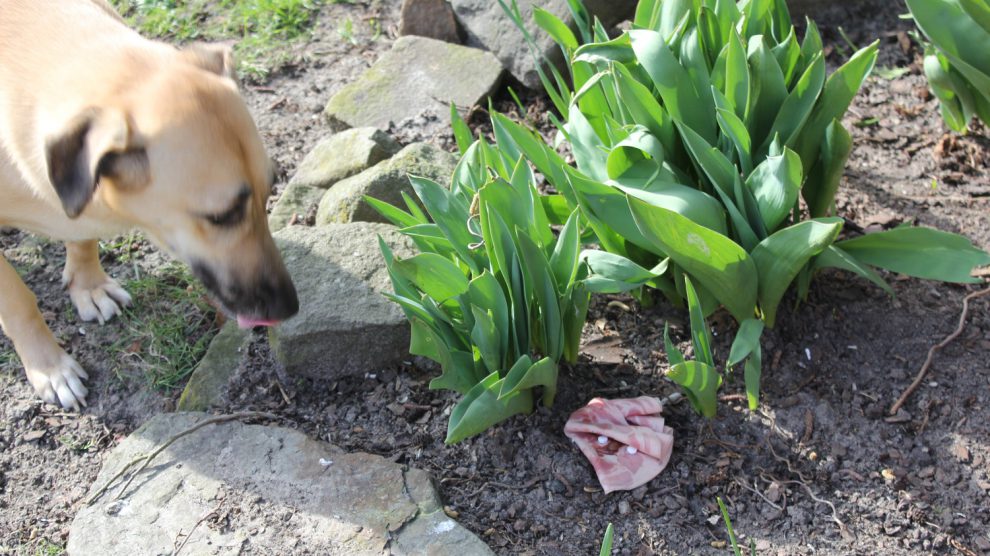 Mit Gift oder scharfkantigen Gegenständen präparierte Köder sind eine große Gefahr. Symbolfoto: PETA