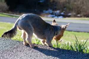 Die Gemeinde Wallenhorst warnt aktuell vor Giftködern gegen Hunde. Mehrere Hunde wurden bereits vergiftet. Symbolfoto: Pixabay / Pezibear
