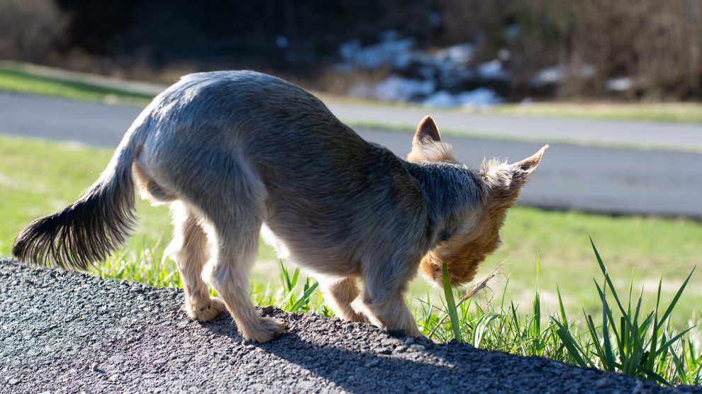 Die Gemeinde Wallenhorst warnt aktuell vor Giftködern gegen Hunde. Mehrere Hunde wurden bereits vergiftet. Symbolfoto: Pixabay / Pezibear