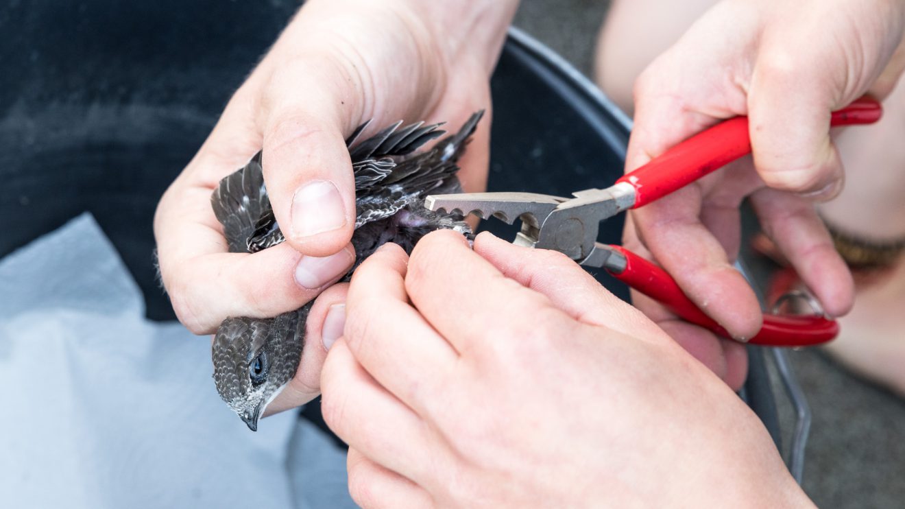 Der Sitz der Alu-Ringe wird sorgfältig geprüft. Für die Vögel sind diese keine Behinderung. Foto: Thomas Remme