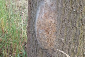 Bleiben gefährlich: Auch von verlassenen Nestern des Eichenprozessionsspinners können Gefahren ausgehen. Foto: Peter Tenhaken/Landkreis Osnabrück