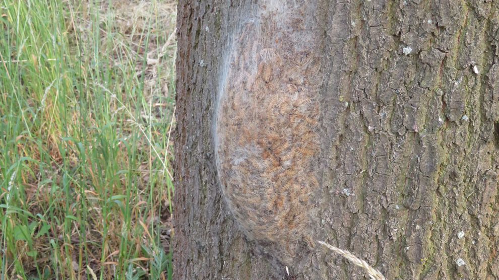 Bleiben gefährlich: Auch von verlassenen Nestern des Eichenprozessionsspinners können Gefahren ausgehen. Foto: Peter Tenhaken/Landkreis Osnabrück