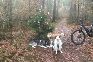 In den Hollager Königstannen steht auch 2018 wieder der geschmückte Weihnachtsbaum. Foto: Michael Inderwisch