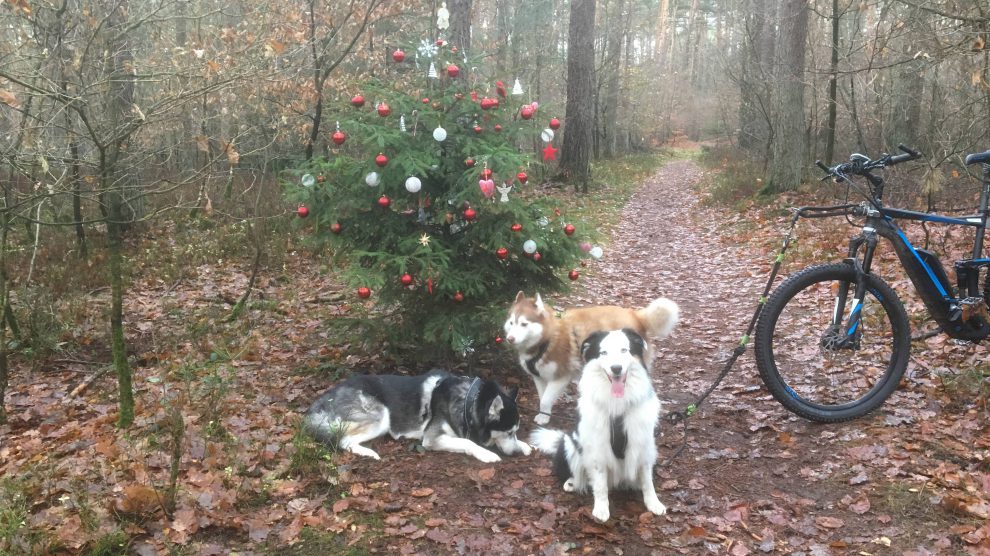 In den Hollager Königstannen steht auch 2018 wieder der geschmückte Weihnachtsbaum. Foto: Michael Inderwisch