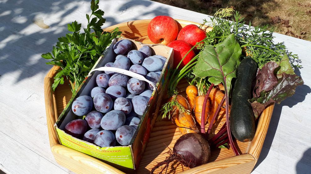 Die Früchte der Natur im eigenen Garten: Auf dem Infoabend „Obst und Gemüse selbst anbauen“ erhalten Interessierte wertvolle Tipps für eine erfolgreiche Ernte. Foto: Gabriele Wosnitza