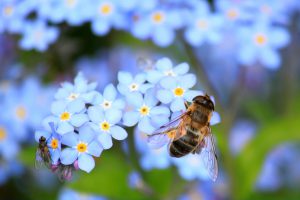 Sperrgebiet: Wegen der amtlich festgestellten Amerikanischen Faulbrut bei Bienenstöcken in Bramsche sind die Stadt Bramsche und Teilgebiete der Samtgemeinde Bersenbrück in den Mitgliedsgemeinden Alfhausen und Ankum zum Sperrgebiet erklärt worden. Symbolfoto: Pixabay / cocoparisienne