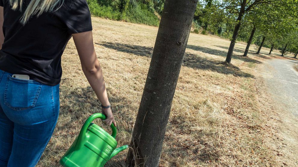 Auch Straßenbäume sind derzeit für Wassergaben dankbar. Foto: Thomas Remme