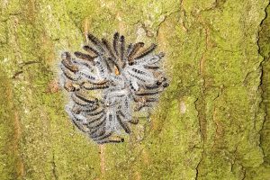 Gespinst des Eichenprozessionsspinners an einer Eiche. Foto: Gemeinde Wallenhorst