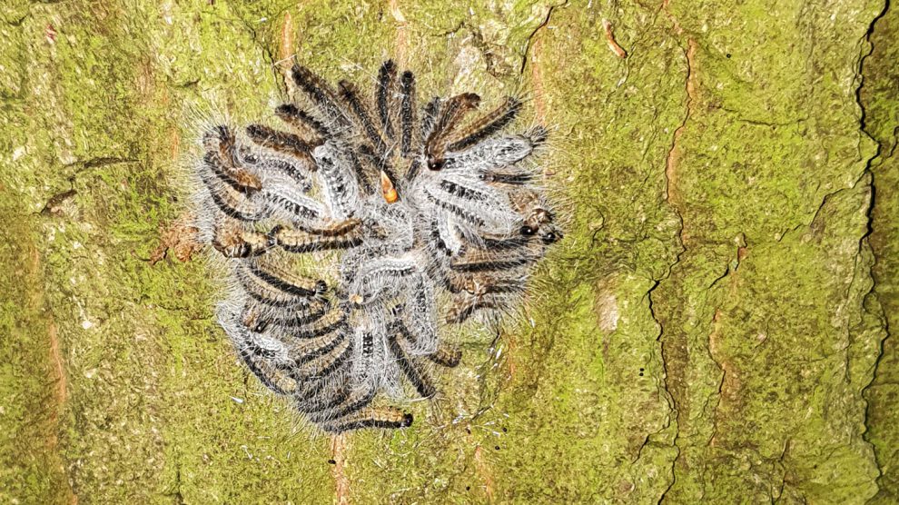 Gespinst des Eichenprozessionsspinners an einer Eiche. Foto: Gemeinde Wallenhorst