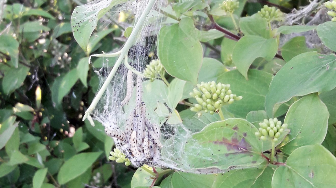 Harmloses Gespinst der Gespinstmotte an einem Hartriegel-Strauch. Foto: Gemeinde Wallenhorst