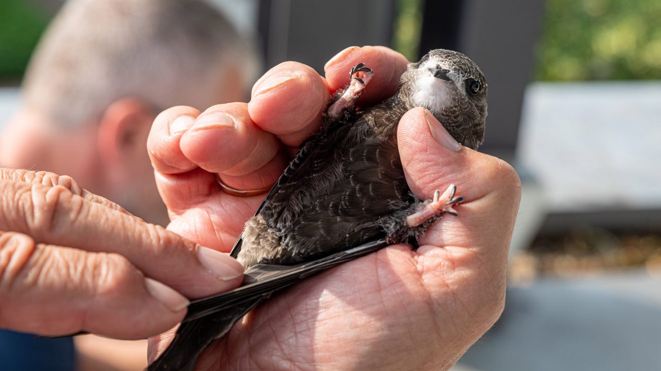 Vorsichtig werden die Nestlinge auf Zustand und Parasiten kontrolliert. Der Ring der Vogelwarte wird um das linke Bein gelegt und dann zugedrückt. Foto: Gemeinde Wallenhorst / Thomas Remme