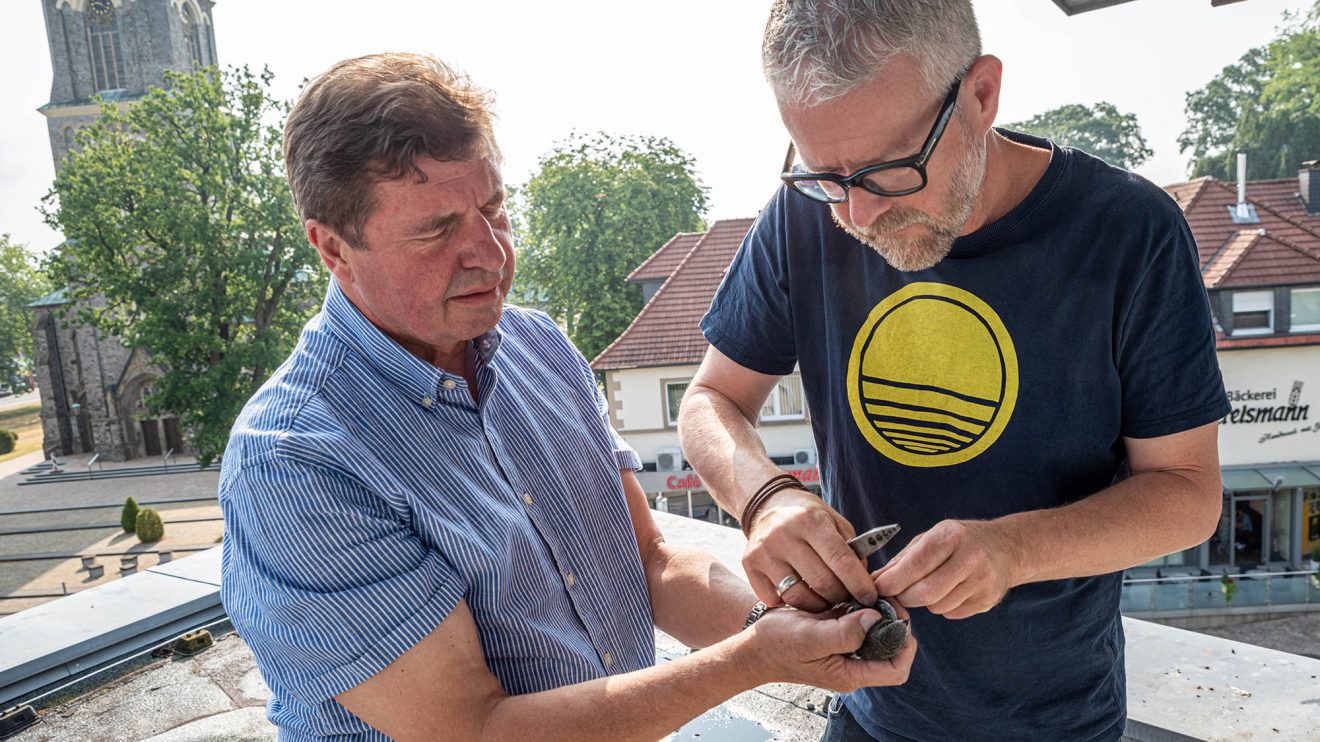 Udo Stangier (links) und Axel Degen beringen die Jungvögel auf dem Dach des Rathauses. Foto: Gemeinde Wallenhorst / Thomas Remme