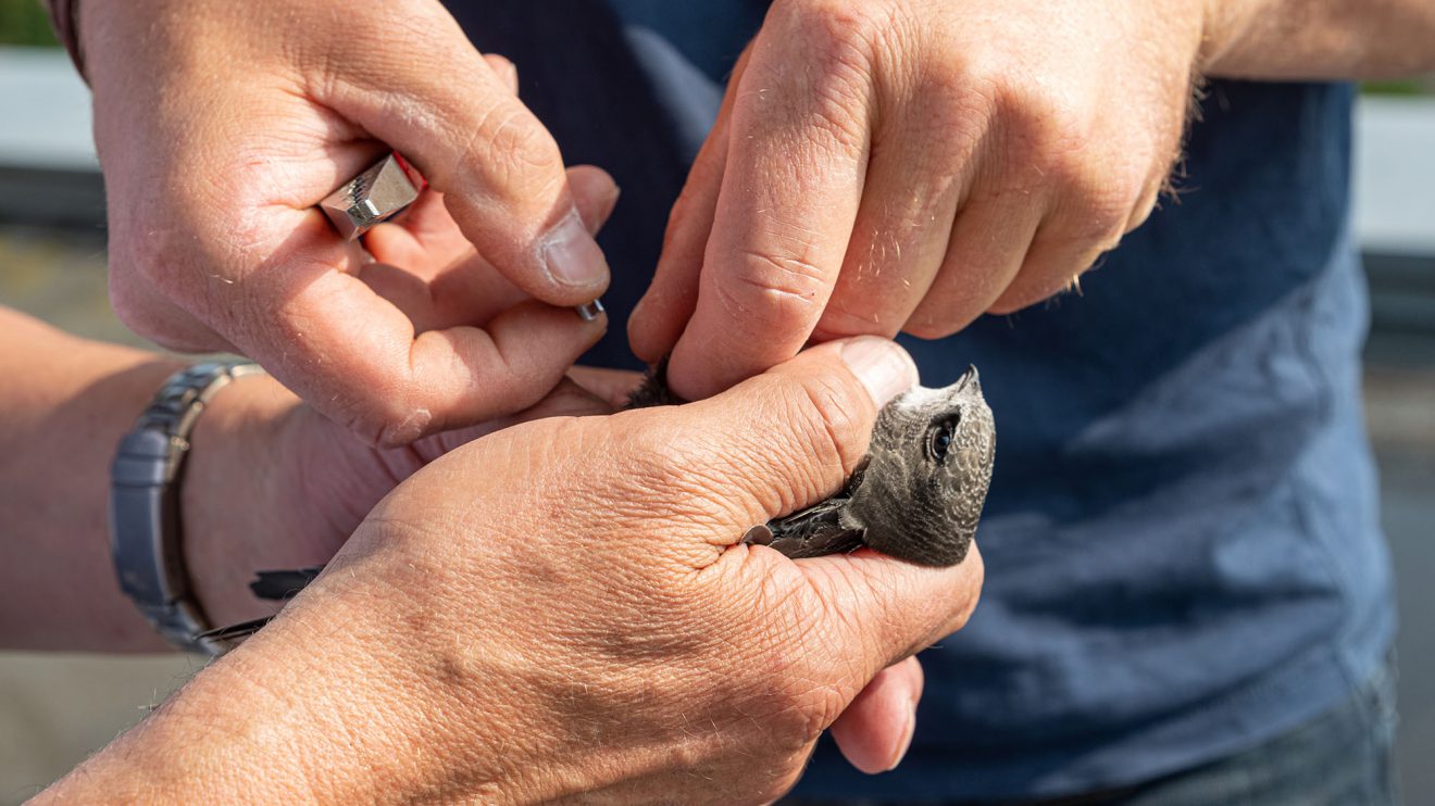 Vorsichtig und mit jahrelanger Erfahrung beringt Diplom-Biologe Axel Degen einen Jungvogel in wenigen Sekunden. Foto: Gemeinde Wallenhorst / Thomas Remme