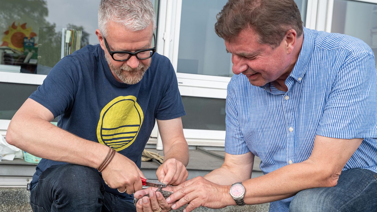 21 Jungvögel beringen Axel Degen (links) und Udo Stangier – vier mehr als im Vorjahr. Foto: Gemeinde Wallenhorst / Thomas Remme