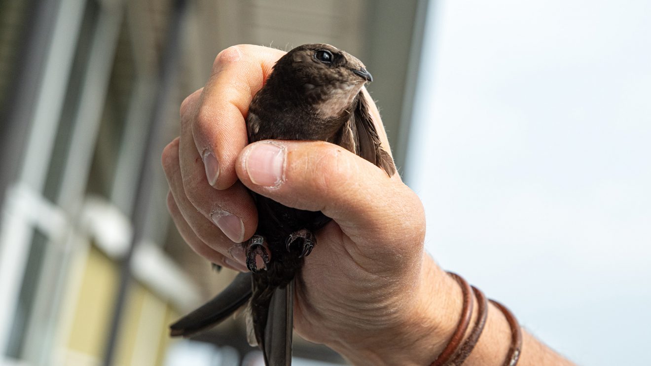 Ebenfalls beringt: ein Altvogel aus der Mauersegler-Kolonie. Foto: Gemeinde Wallenhorst / Thomas Remme