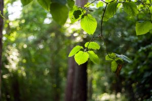 Der Landkreis Osnabrück appelliert: Achtsamkeit im Wald aufgrund extremer Trockenheit – Buchen verlieren ohne Vorwarnung Äste. Symbolfoto: Pixabay / marekkokes