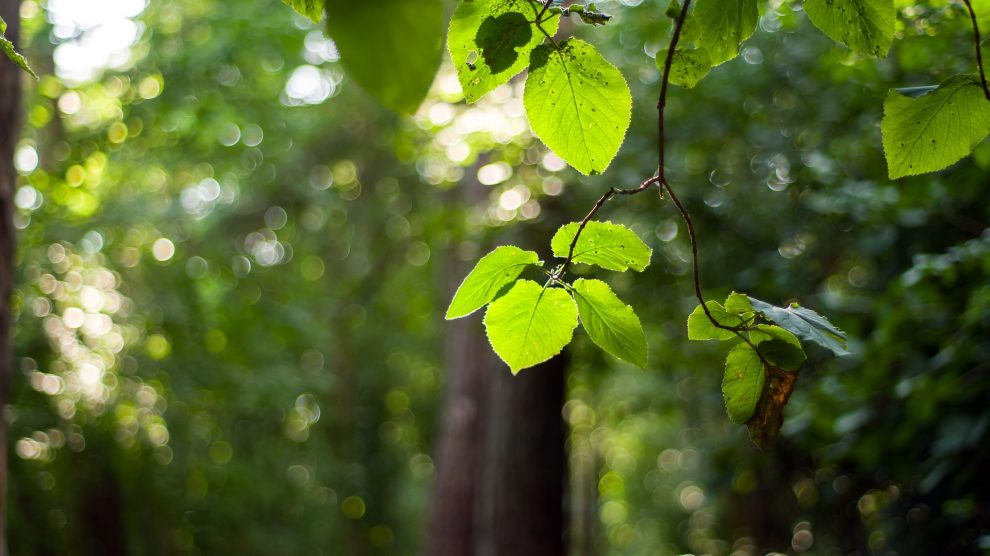 Der Landkreis Osnabrück appelliert: Achtsamkeit im Wald aufgrund extremer Trockenheit – Buchen verlieren ohne Vorwarnung Äste. Symbolfoto: Pixabay / marekkokes