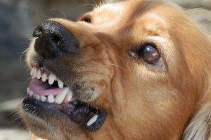Eine Joggerin wurde von einem Hund in Wallenhorst gebissen. Symbolfoto: Pixabay / freegr