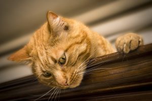 Dank des Engagements wird die Kastration, Kennzeichnung mittels Transponder und Registrierung von obdachlosen freilebenden Katzen und Katern, denen kein Besitzer oder Halter zugeordnet werden kann, ermöglicht. Symbolfoto: Pixabay / Simone_ph