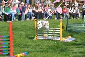 Am 5. April hoppeln beim 2. Wallenhorster Osterhasenrennen im Garten des Gasthauses Beckmann wieder die Kaninchen um die Wette. Foto: René Sutthoff