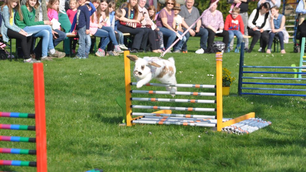 Am 5. April hoppeln beim 2. Wallenhorster Osterhasenrennen im Garten des Gasthauses Beckmann wieder die Kaninchen um die Wette. Foto: René Sutthoff