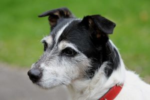 Ein Jack Russell war auf der Flucht auf der B68 unterwegs. Symbolfoto: Oldiefan auf Pixabay