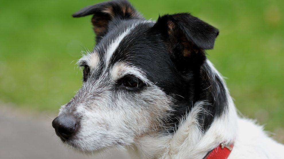 Ein Jack Russell war auf der Flucht auf der B68 unterwegs. Symbolfoto: Oldiefan auf Pixabay