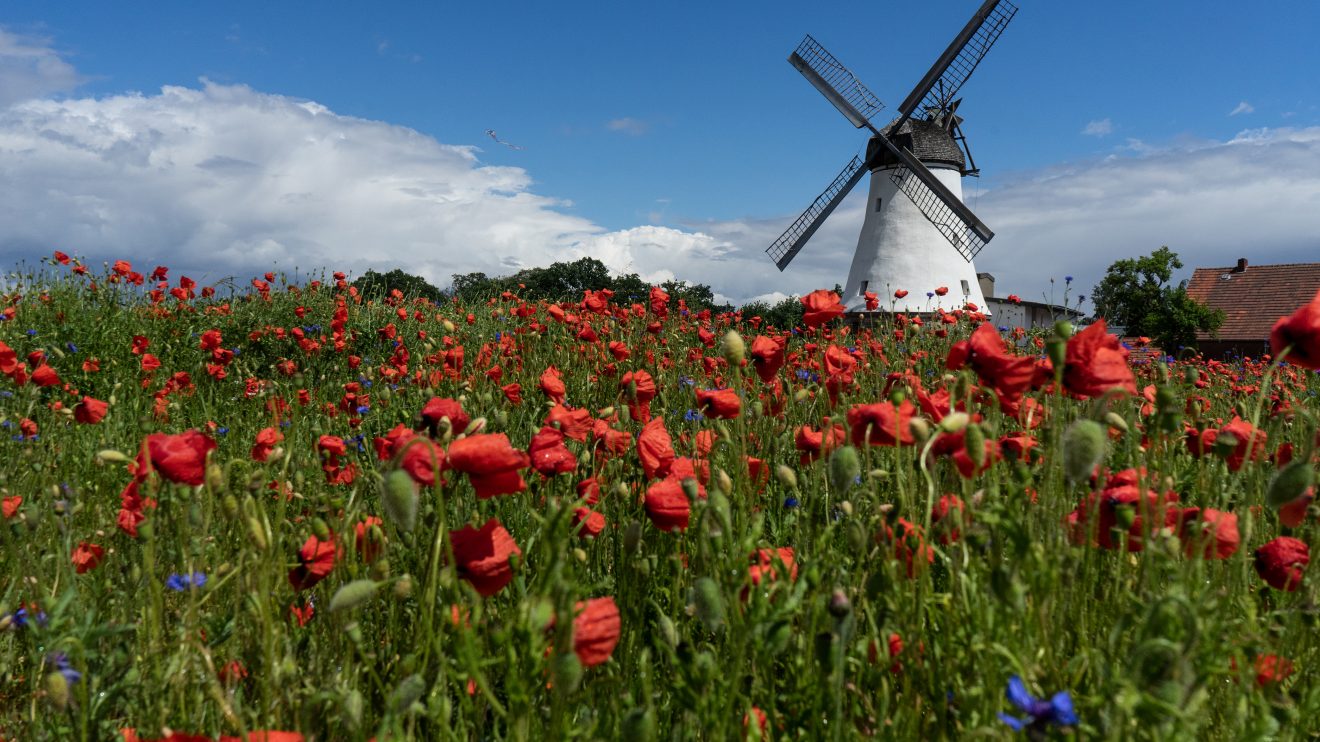 Die schöne Blühwiese vor der Lechtinger Mühle. Foto: Henrik Klawa