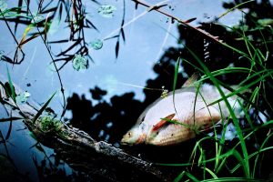 Auch der Gewässerschutzalarmdienst des Landkreises Osnabrück beobachtet das Fischsterben in der Hase im Bereich der Stadt Osnabrück und warnt vor der Nutzung des Wassers. Symbolfoto: Jerzy Górecki auf Pixabay 