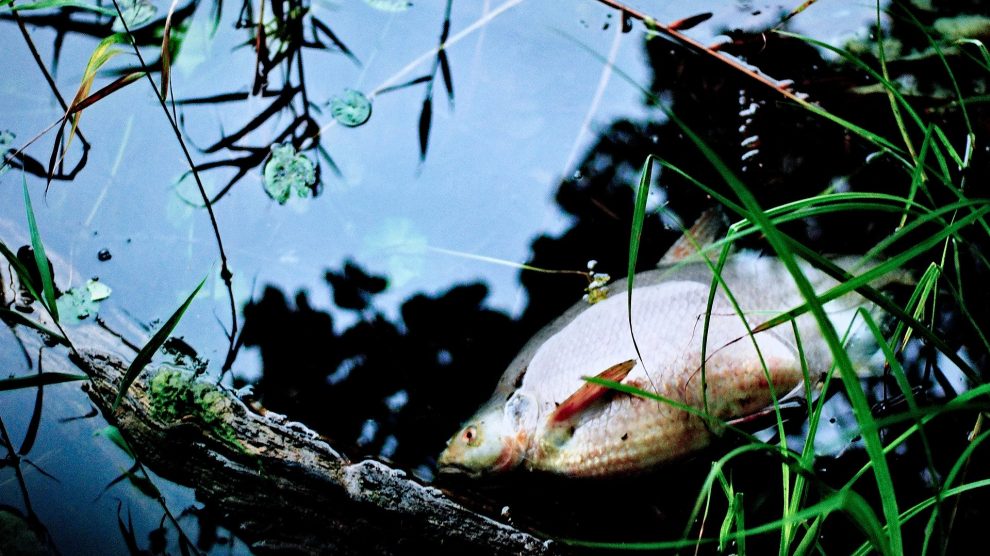 Auch der Gewässerschutzalarmdienst des Landkreises Osnabrück beobachtet das Fischsterben in der Hase im Bereich der Stadt Osnabrück und warnt vor der Nutzung des Wassers. Symbolfoto: Jerzy Górecki auf Pixabay 