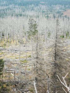 Blick vom Achtermann (Harz) in Richtung Brocken im Oktober 2020. Foto: CDW