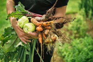 Leckeres und frisches Gemüse aus einem „Mietgarten“ könnte in Wallenhorst in diesem Jahr Realität werden. Voraussetzung: Es findet sich eine ausreichend große Fläche. Symbolfoto: Viktor Pravdica / stock.adobe.com