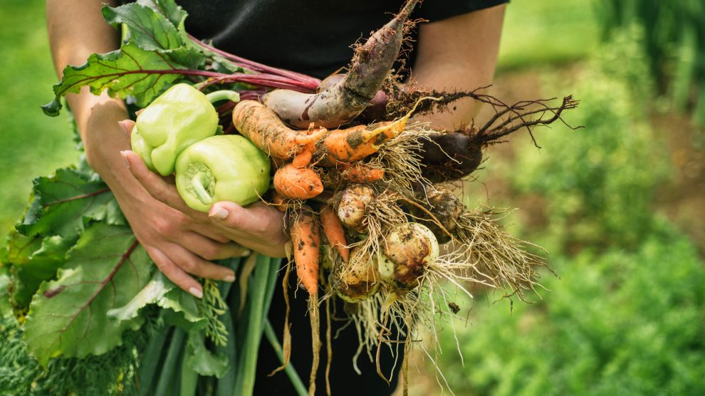 Leckeres und frisches Gemüse aus einem „Mietgarten“ könnte in Wallenhorst in diesem Jahr Realität werden. Voraussetzung: Es findet sich eine ausreichend große Fläche. Symbolfoto: Viktor Pravdica / stock.adobe.com