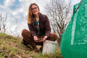 Wallenhorsts Wallenhorsts Umweltbeauftragte Isabella Markfort mit zwei Erdkrötenpärchen am Schutzzaun in Hollage-Brockhausen. Foto: André Thöle / Gemeinde Wallenhorst