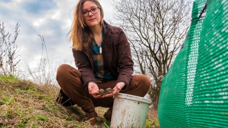 Wallenhorsts Umweltbeauftragte Isabella Draber mit zwei Erdkrötenpärchen am Schutzzaun in Hollage-Brockhausen. Foto: André Thöle / Gemeinde Wallenhorst