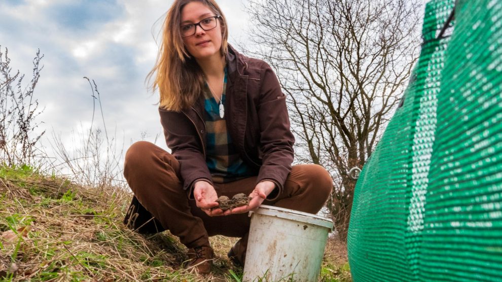 Wallenhorsts Wallenhorsts Umweltbeauftragte Isabella Markfort mit zwei Erdkrötenpärchen am Schutzzaun in Hollage-Brockhausen. Foto: André Thöle / Gemeinde Wallenhorst