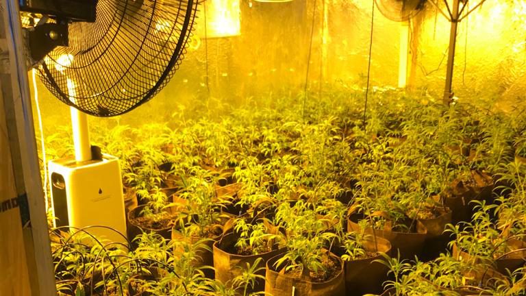 Eine der entdeckten Cannabis-Indoorplantagen. Foto: Polizeiinspektion Osnabrück