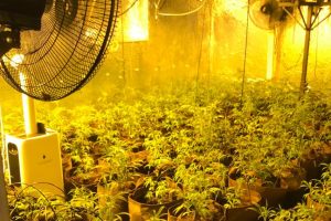 Eine der entdeckten Cannabis-Indoorplantagen. Foto: Polizeiinspektion Osnabrück